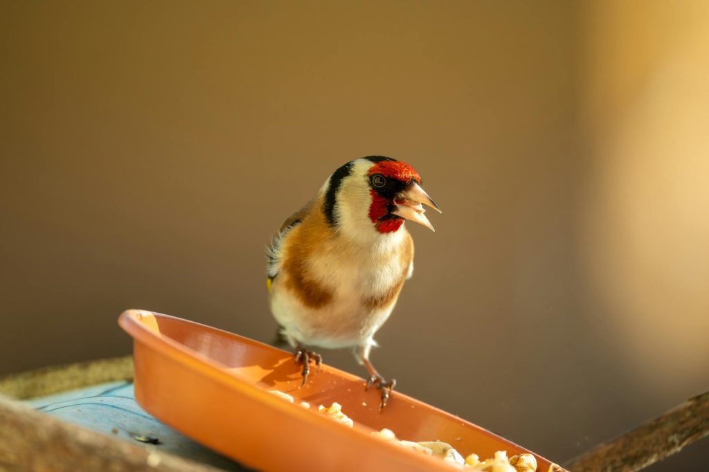Affordable Bird Seed