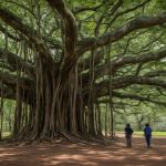 Ancient Giant Tree
