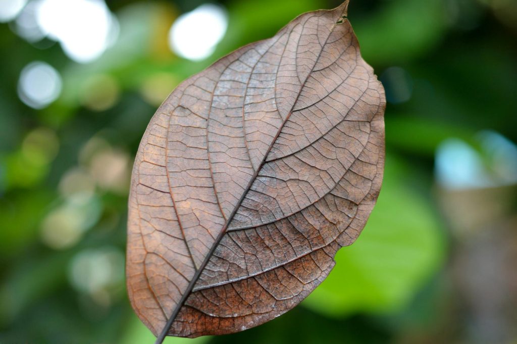 Brown Leaf Tips Treatment