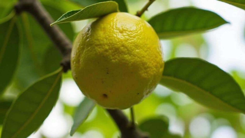 Citrus Tree Pest Control