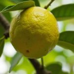 Citrus Tree Pest Control