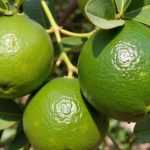 Citrus Tree Pruning