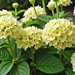 Coffee Grounds Hydrangeas