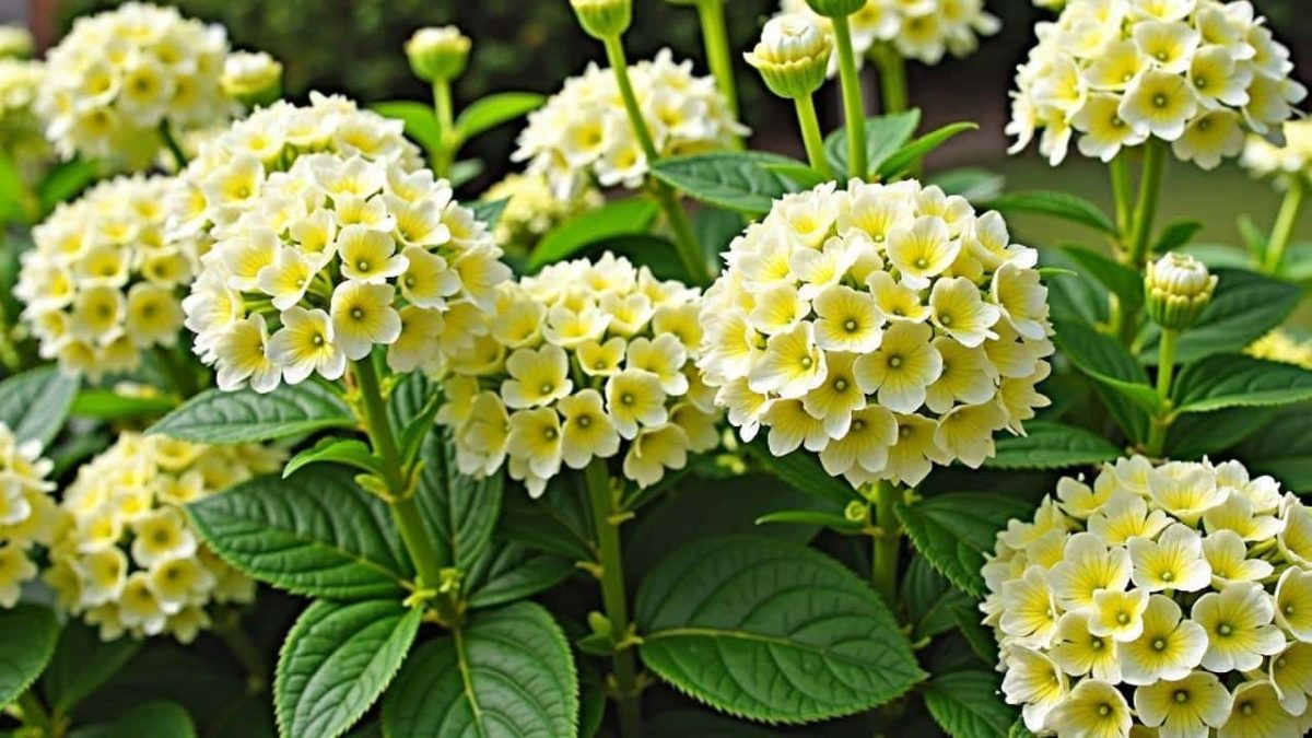 Coffee Grounds Hydrangeas