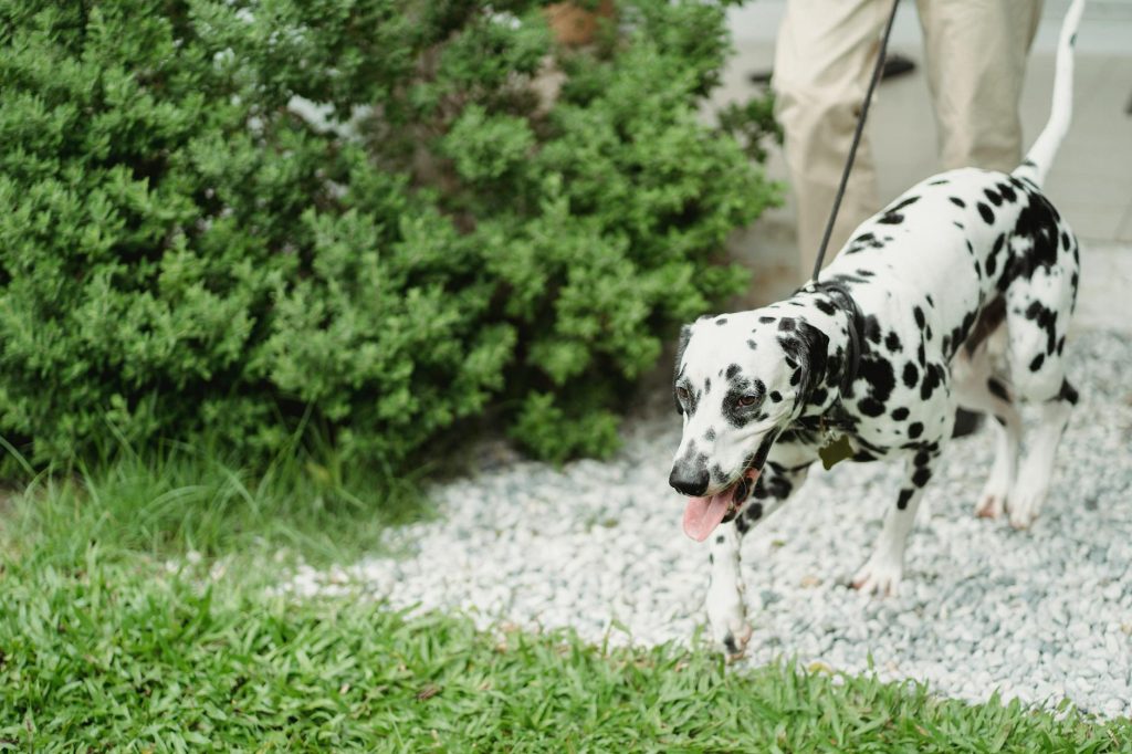 Dog-friendly Outdoor Paths