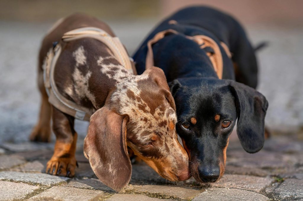 Dog Sniffing Ground During Walk