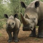 Endangered Species Newborn