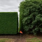 Hedge Trimming Regulations