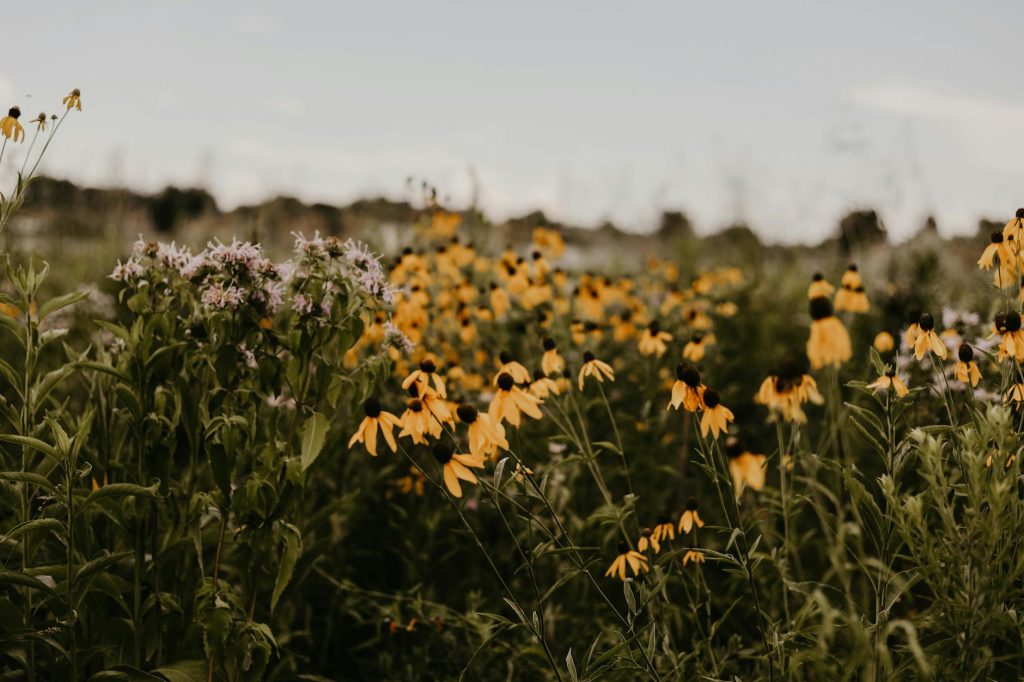 Native Plant Reintroduction
