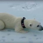 Polar Bear Swimming Open Water
