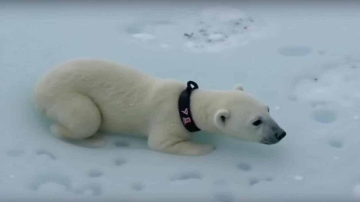 Polar Bear Swimming Open Water