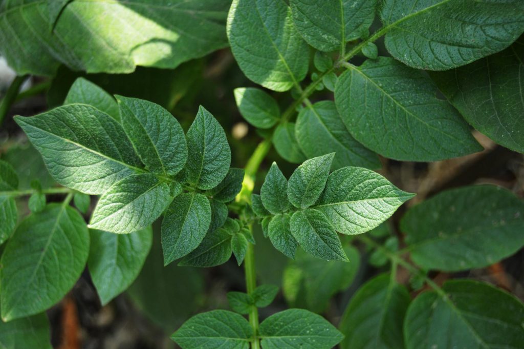 Russet Potato Underground Growth