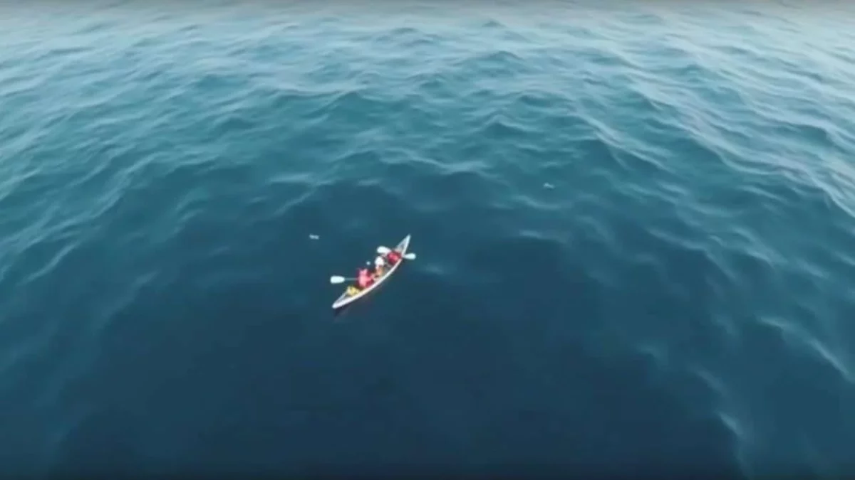 Whale Pod Gathering