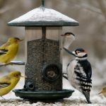 Winter Bird Feeding
